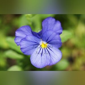 5x7 Original Photography Of Purple Viola Pansy Bloom Photo Print